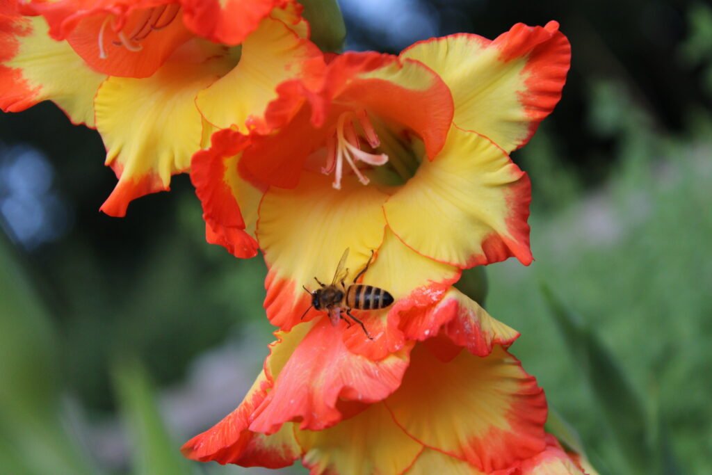 Biene auf Gladiolenblüte